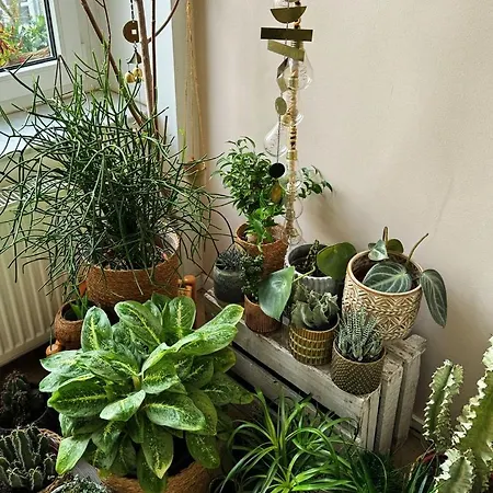 Gemuetliche Schlafcouch Im Hellen Wohnzimmer Zum Kurzaufenthalt 民宿 科隆